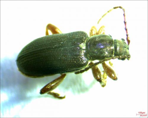 Plateumaris consimilis